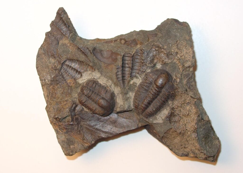 "وحش أحفوري" ثلاثي العين