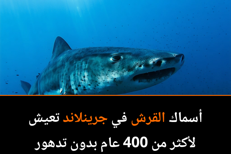 أسماك القرش في جرينلاند: قلب ينبض بحيوية في مواجهة الزمن