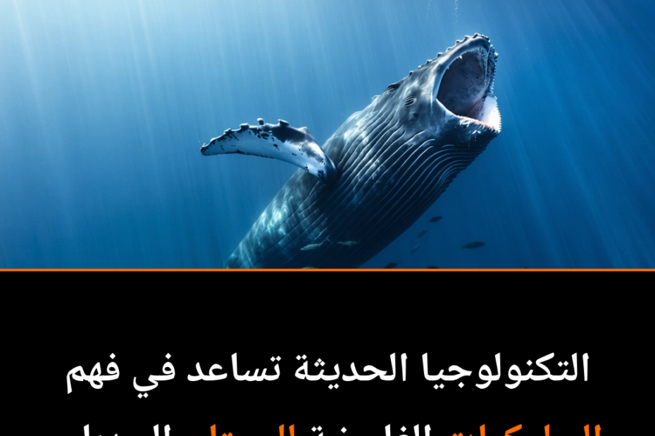 لغز الحيتان الحدباء: لماذا تترك أفواهها مفتوحة بلا فائدة؟