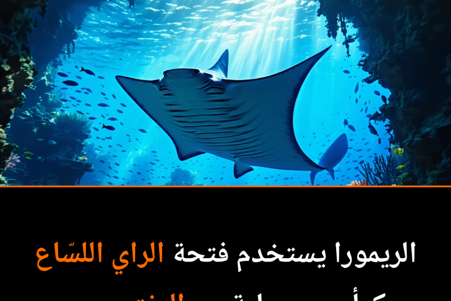 الغوص في عالم الراي اللسّاع: هل وجد السمك مكانه السري؟