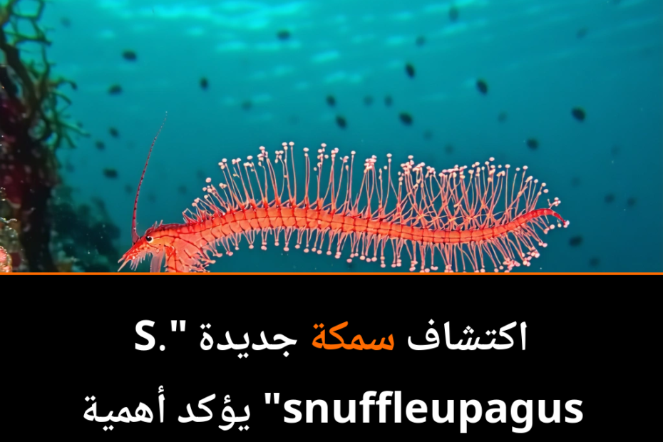 اكتشاف مذهل: سمكة شبحية جديدة تشبه سنفلافاغس