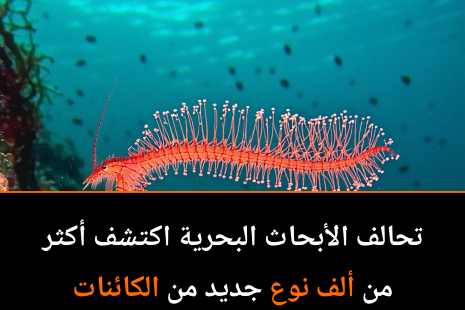 اكتشافات مذهلة تحت الأمواج: 1121 نوعًا بحريًا جديدًا في عام واحد فقط!